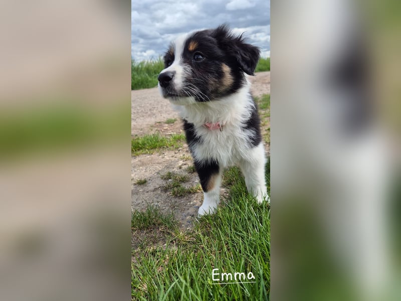 Australian Shepherd Welpen – Abgabe ab dem 28.05.2025