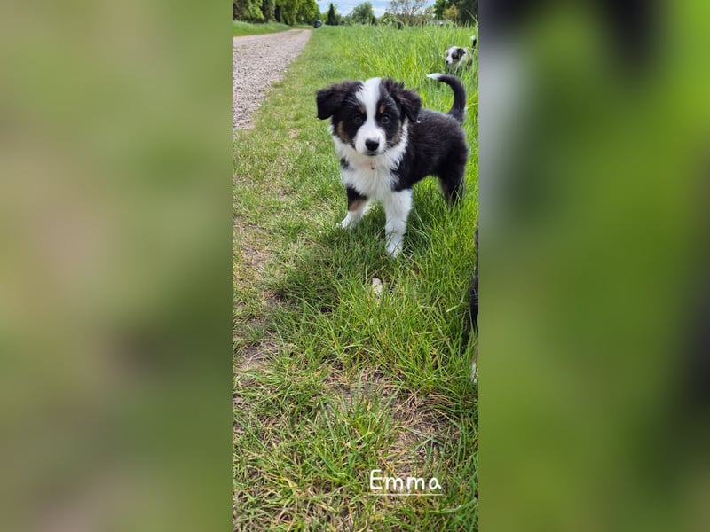 Australian Shepherd Welpen – Abgabe ab dem 28.05.2025