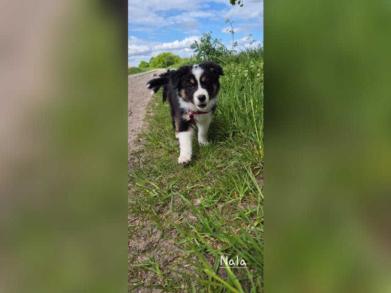 Australian Shepherd Welpen – Abgabe ab dem 28.05.2025