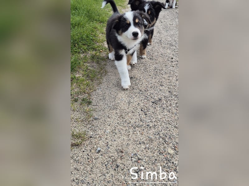 Australian Shepherd Welpen – Abgabe ab dem 28.05.2025