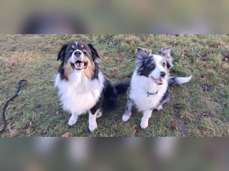 Australian Shepherd Welpen – Abgabe ab dem 28.05.2025
