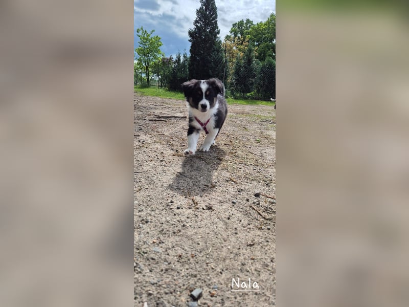Australian Shepherd Welpen – Abgabe ab dem 28.05.2025