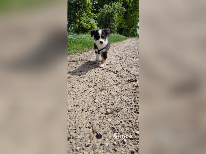 Australian Shepherd Welpen – Abgabe ab dem 28.05.2025