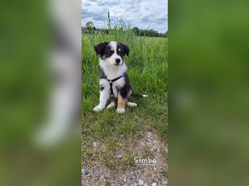 Australian Shepherd Welpen – Abgabe ab dem 28.05.2025