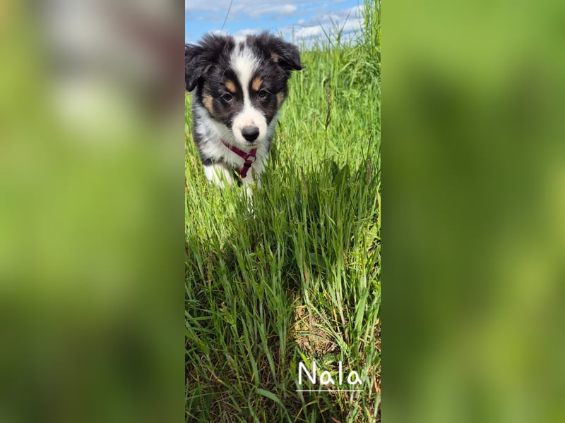 Australian Shepherd Welpen – Abgabe ab dem 28.05.2025