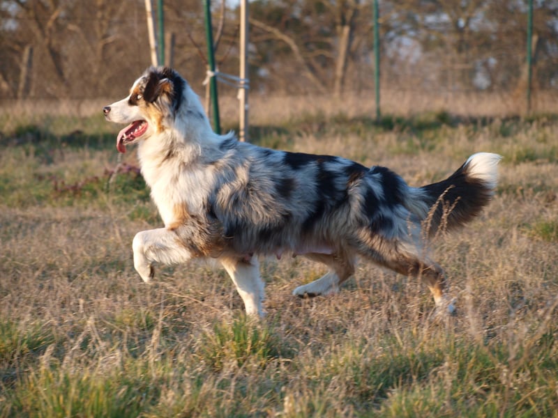 Abgabebereite Australian Shepherd Welpen
