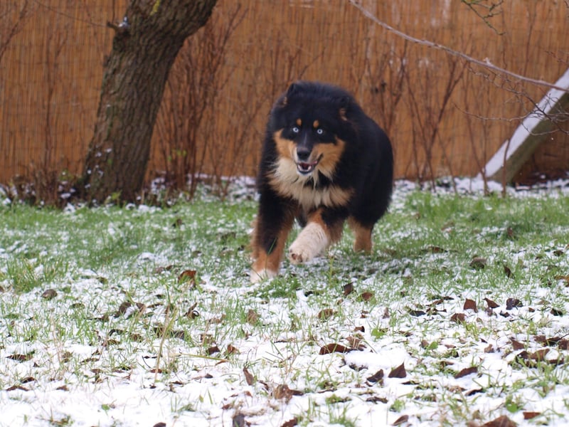 Abgabebereite Australian Shepherd Welpen