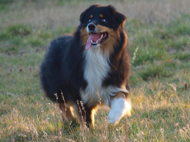 Abgabebereite Australian Shepherd Welpen