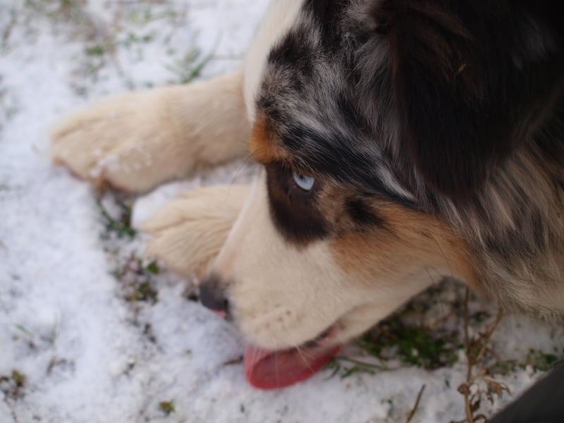 Abgabebereite Australian Shepherd Welpen