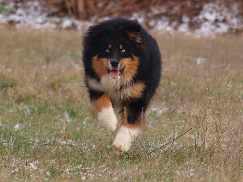 Abgabebereite Australian Shepherd Welpen