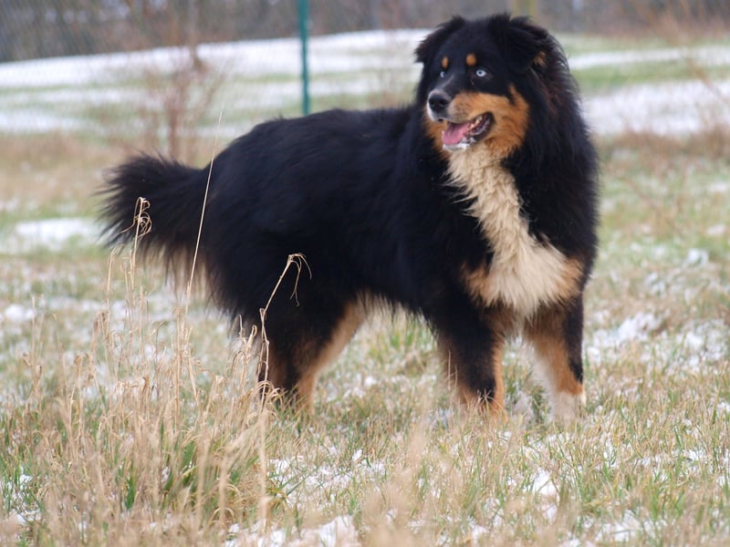 Abgabebereite Australian Shepherd Welpen