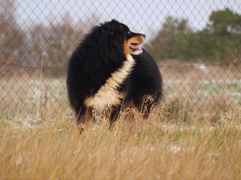 Abgabebereite Australian Shepherd Welpen