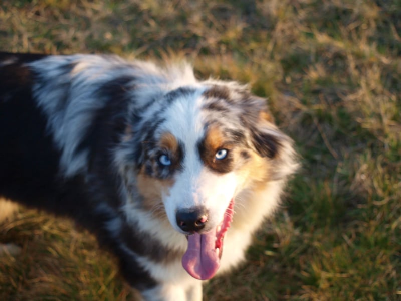Abgabebereite Australian Shepherd Welpen