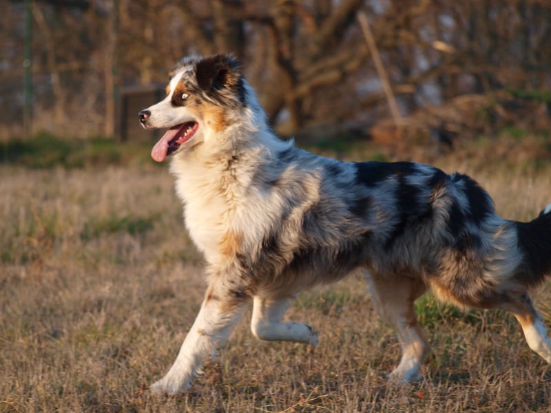 Abgabebereite Australian Shepherd Welpen