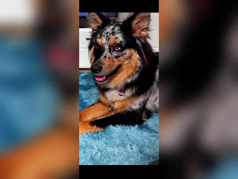 Wurfankündigung Australian shepherd welpen Mitte Mai