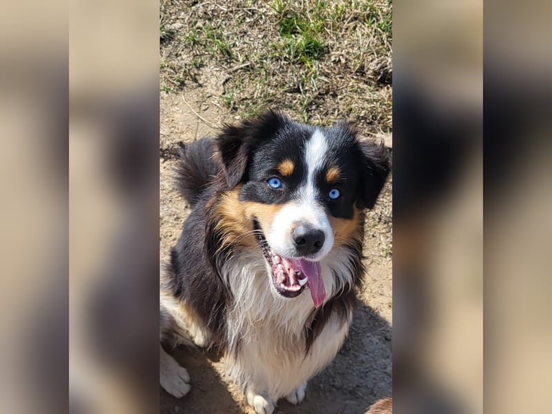 Wurfankündigung Australian shepherd welpen Mitte Mai