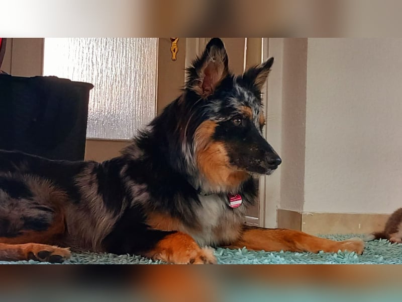 Wurfankündigung Australian shepherd welpen Mitte Mai