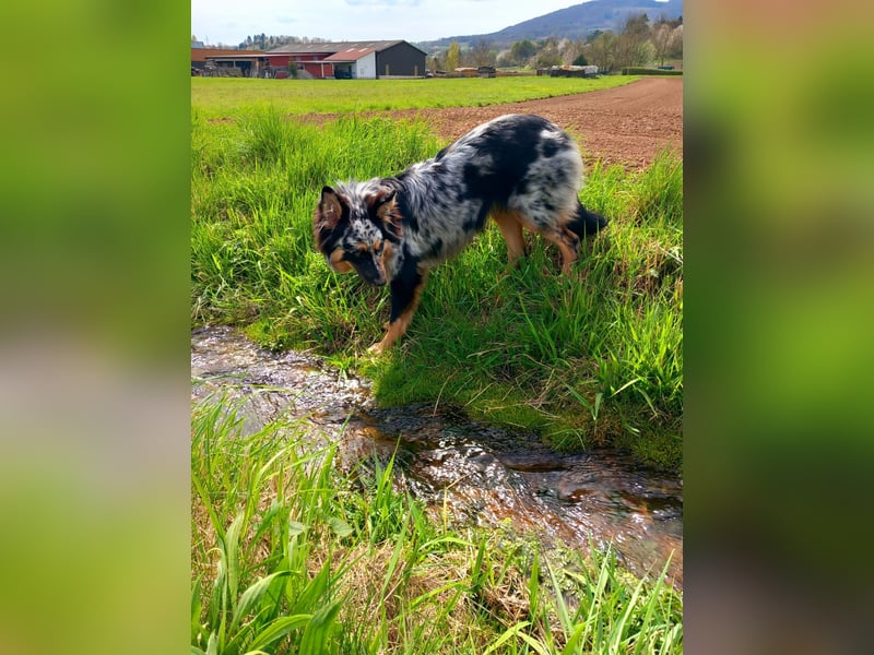 Wurfankündigung Australian shepherd welpen Mitte Mai
