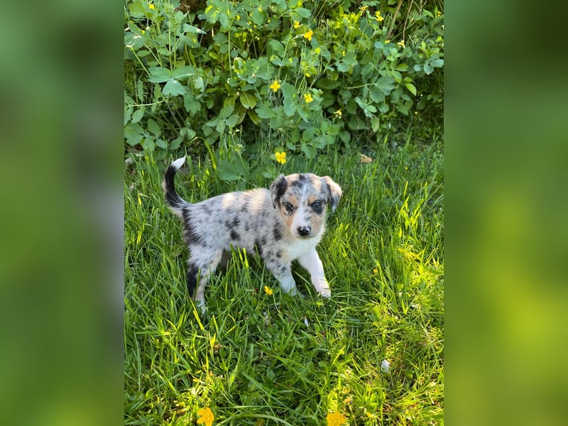 Wunderschöne Australien Shepherd Border Collie Welpen