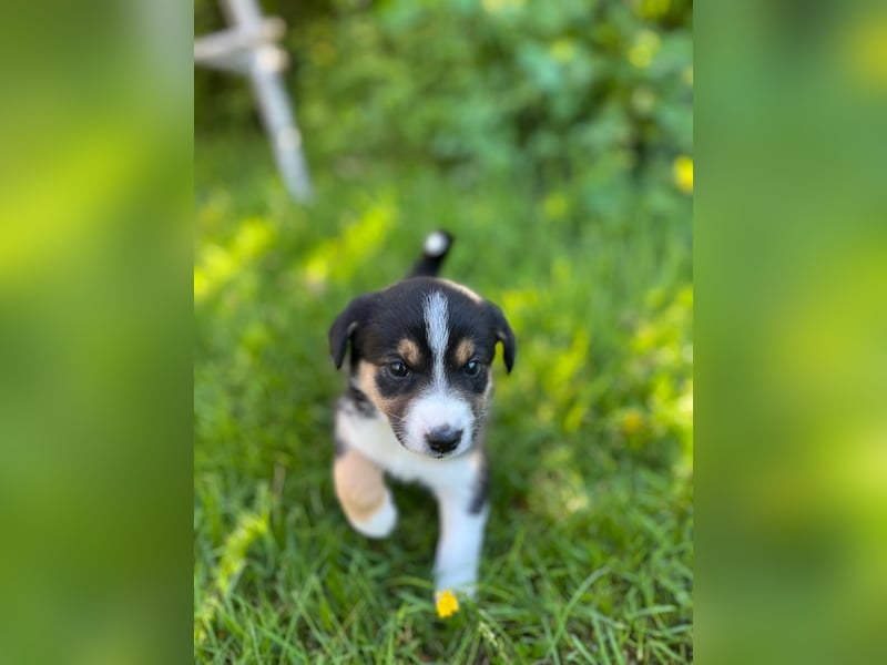 Wunderschöne Australien Shepherd Border Collie Welpen