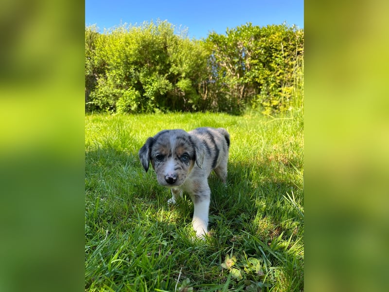 Wunderschöne Australien Shepherd Border Collie Welpen