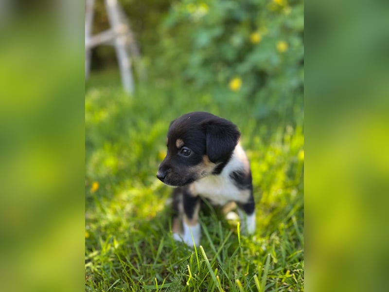 Wunderschöne Australien Shepherd Border Collie Welpen