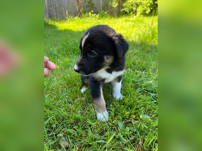 Wunderschöne Australien Shepherd Border Collie Welpen
