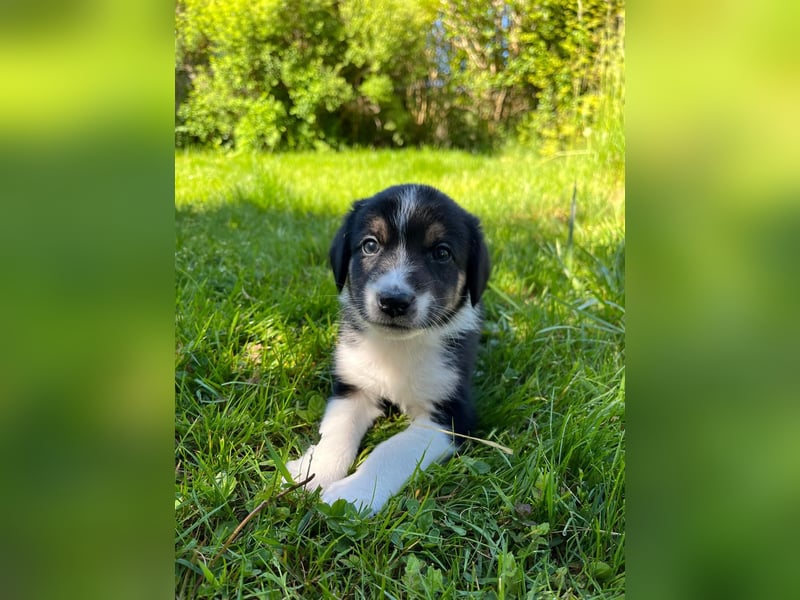 Wunderschöne Australien Shepherd Border Collie Welpen