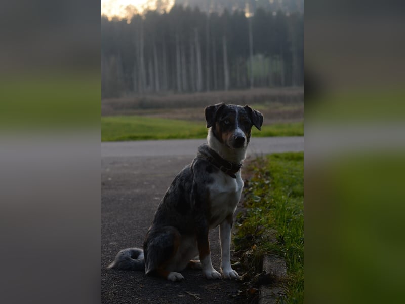 Wunderschöne Australien Shepherd Border Collie Welpen