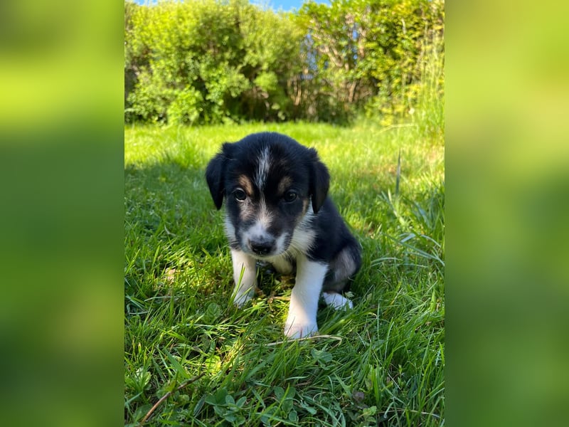 Wunderschöne Australien Shepherd Border Collie Welpen