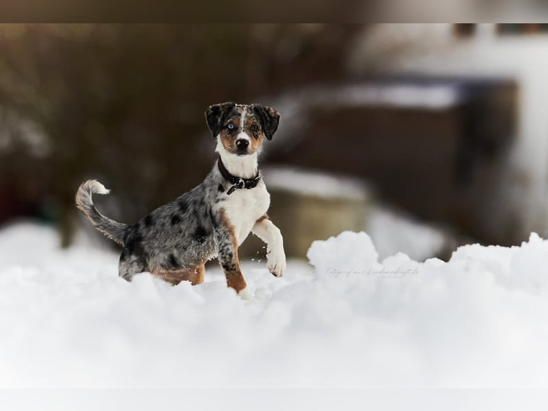 Wunderschöne Australien Shepherd Border Collie Welpen