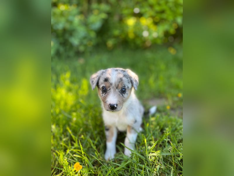 Wunderschöne Australien Shepherd Border Collie Welpen