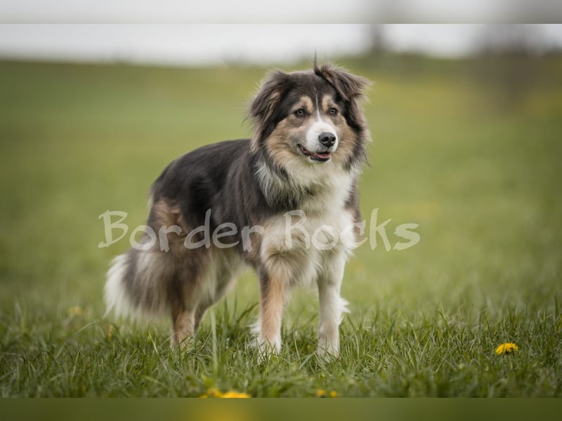 Wunderschöne Australien Shepherd Border Collie Welpen