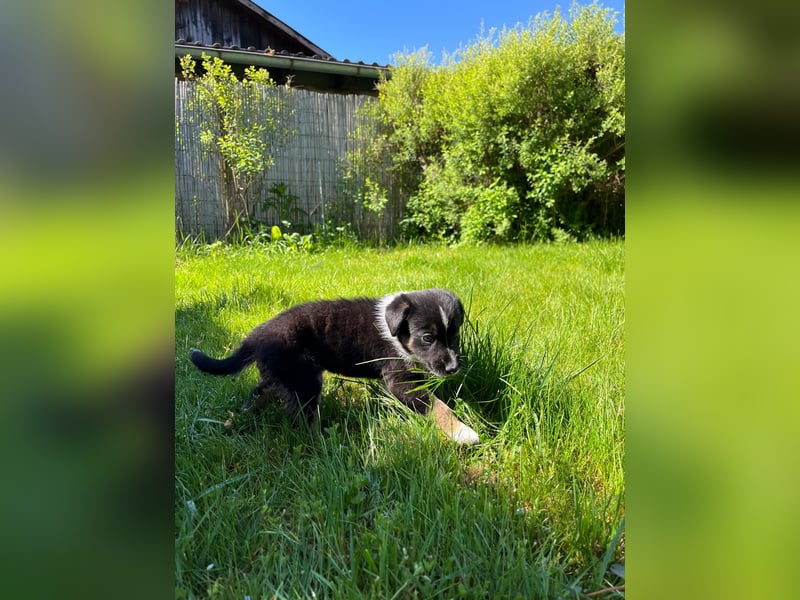 Wunderschöne Australien Shepherd Border Collie Welpen