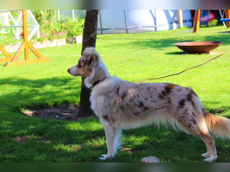 Reinrassige Australian Shepherd Welpen