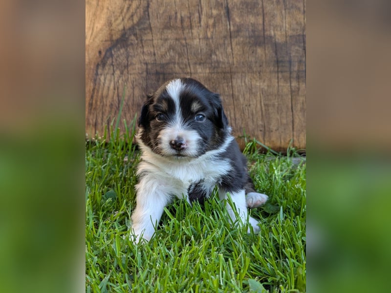 (Miniature) Australian Shepherd Welpen