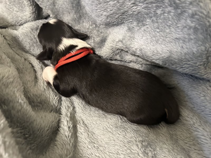 Reinrassige Australian Shepherd Welpen