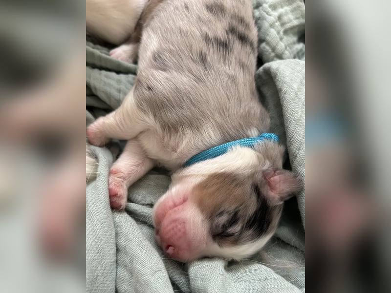 Reinrassige Australian Shepherd Welpen