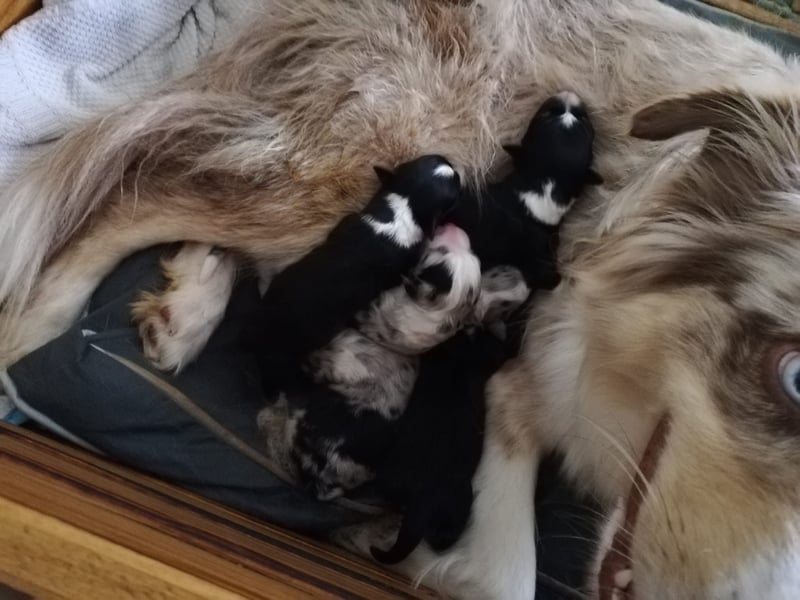 Reinrassige Australian Shepherd Welpen