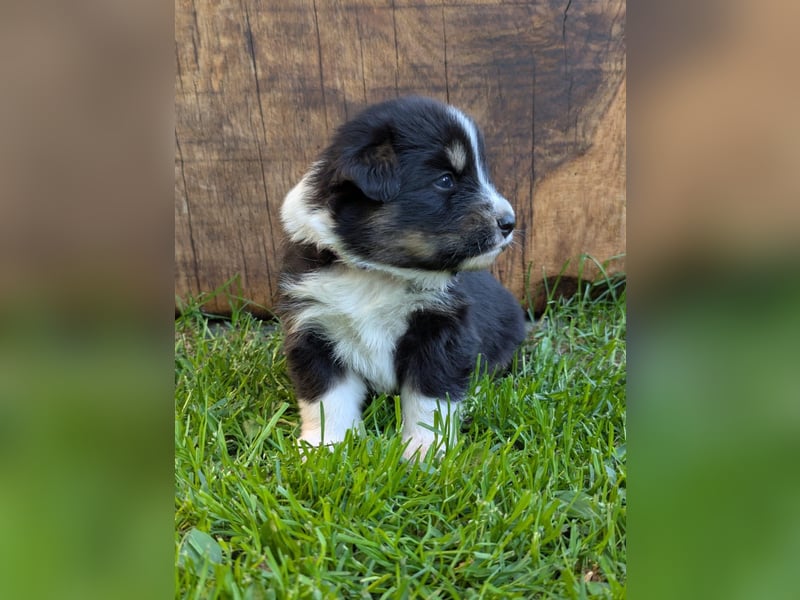 (Miniature) Australian Shepherd Welpen