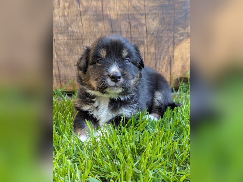 (Miniature) Australian Shepherd Welpen
