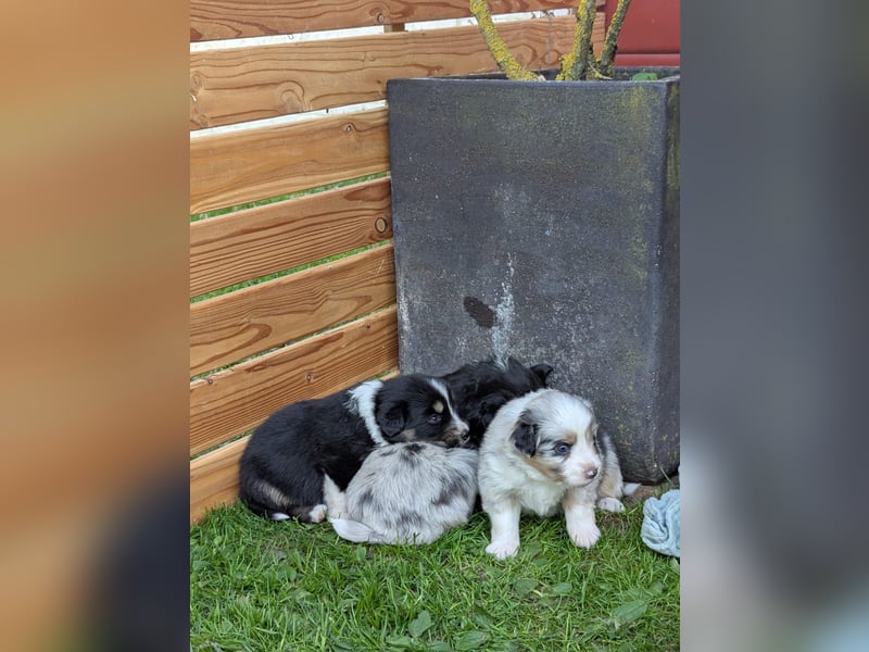 (Miniature) Australian Shepherd Welpen
