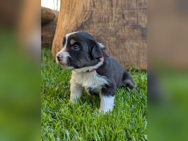 (Miniature) Australian Shepherd Welpen