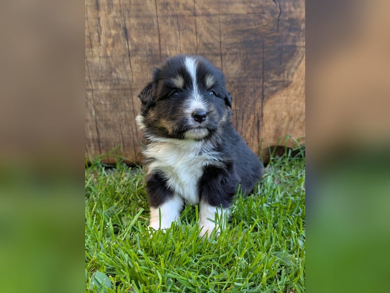 (Miniature) Australian Shepherd Welpen