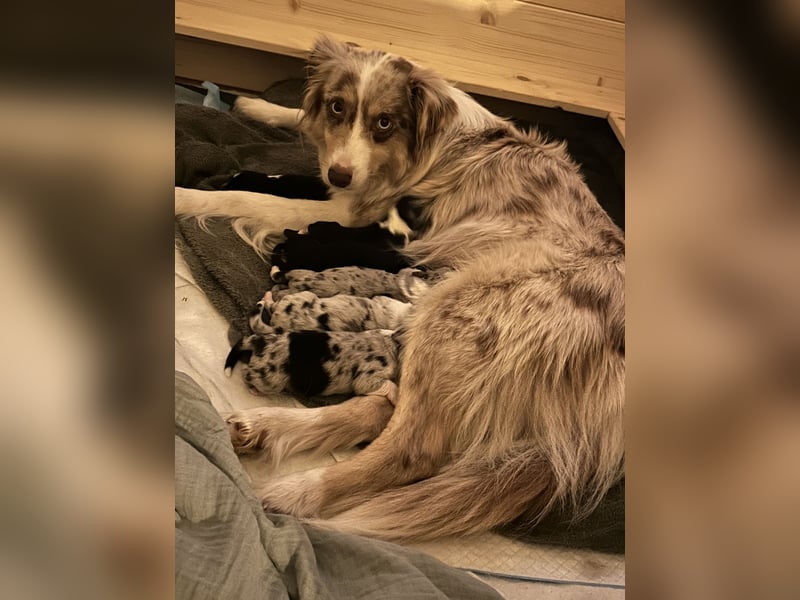 Reinrassige Australian Shepherd Welpen