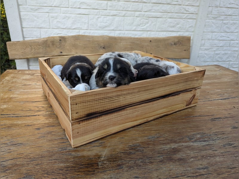 (Miniature) Australian Shepherd Welpen