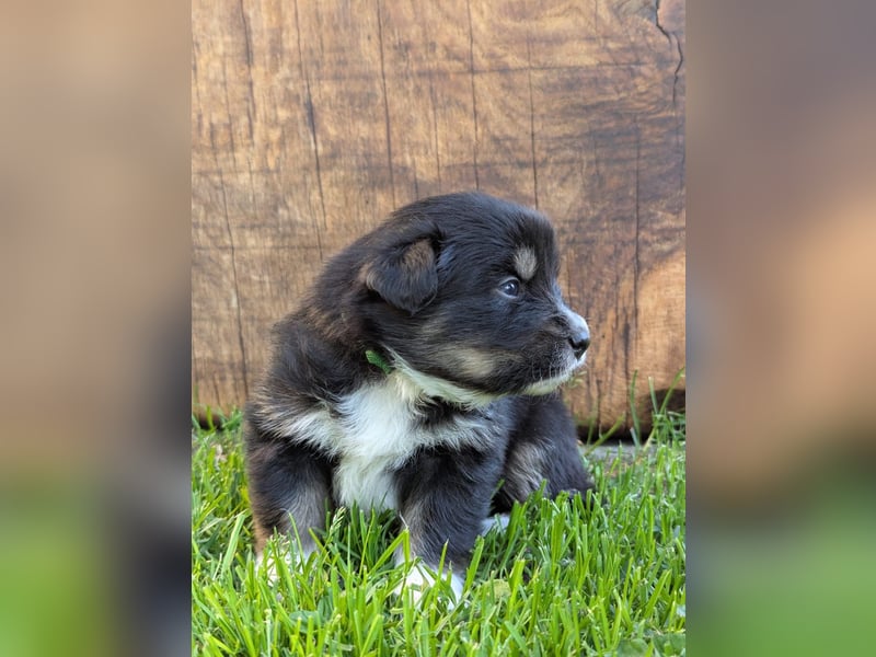 (Miniature) Australian Shepherd Welpen