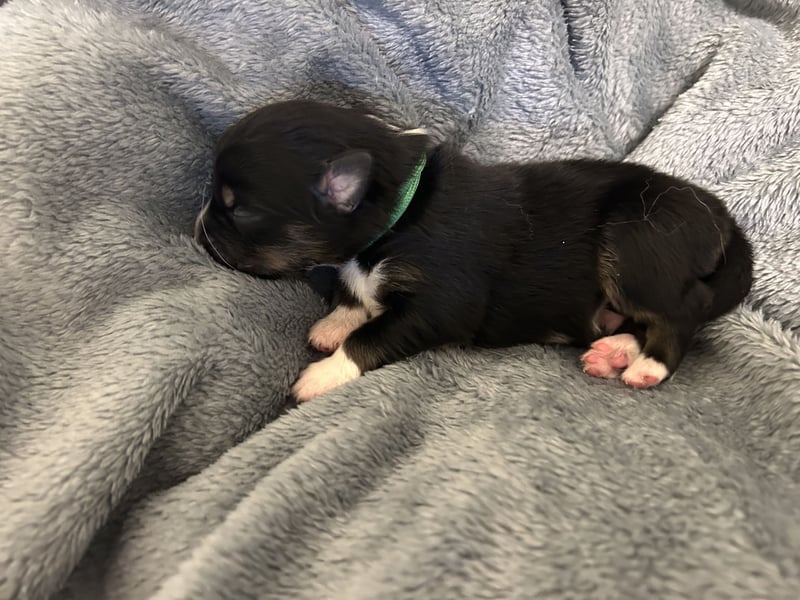 Reinrassige Australian Shepherd Welpen