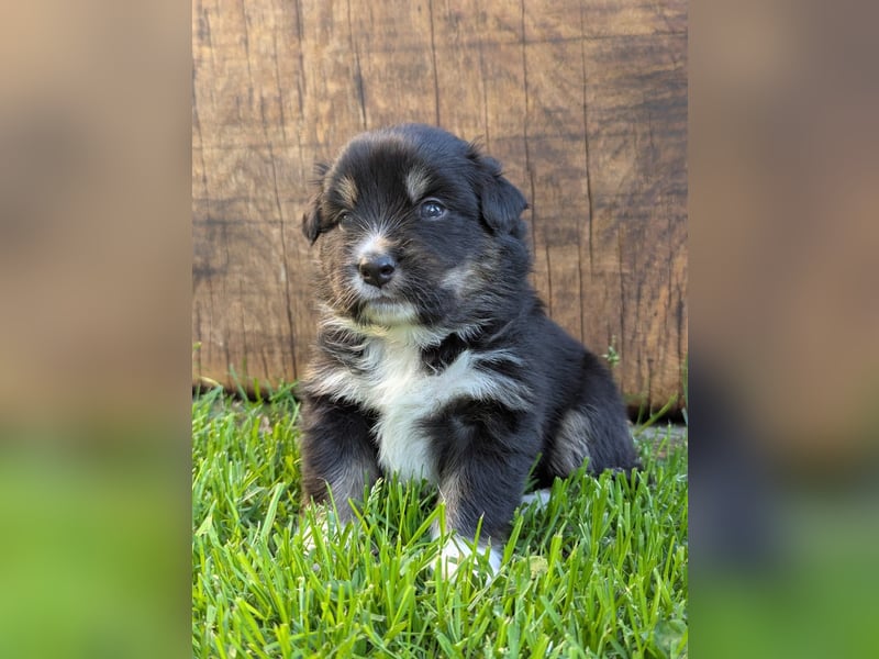 (Miniature) Australian Shepherd Welpen