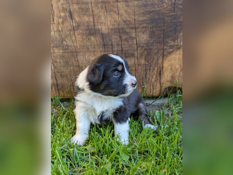 (Miniature) Australian Shepherd Welpen